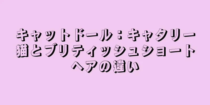 キャットドール：キャタリー猫とブリティッシュショートヘアの違い