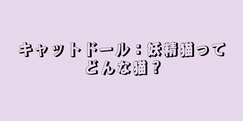キャットドール：妖精猫ってどんな猫？