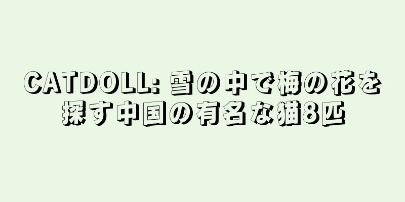 CATDOLL: 雪の中で梅の花を探す中国の有名な猫8匹