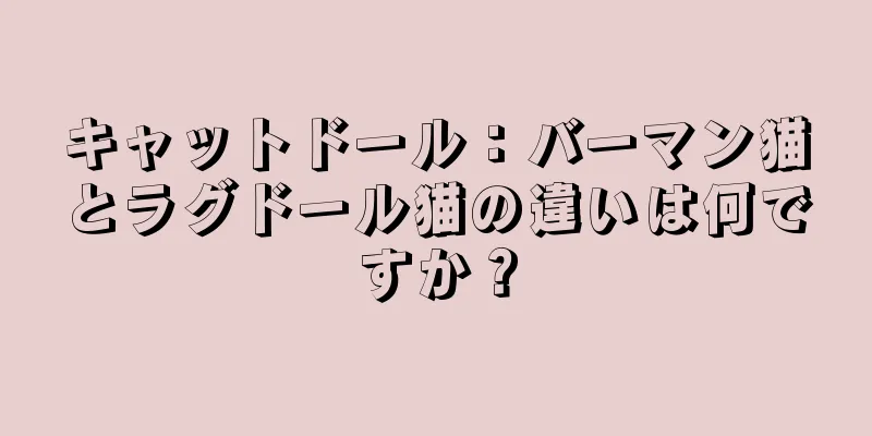 キャットドール：バーマン猫とラグドール猫の違いは何ですか？