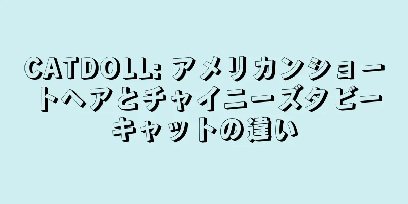CATDOLL: アメリカンショートヘアとチャイニーズタビーキャットの違い