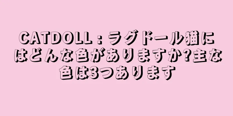 CATDOLL : ラグドール猫にはどんな色がありますか?主な色は3つあります
