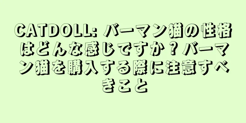 CATDOLL: バーマン猫の性格はどんな感じですか？バーマン猫を購入する際に注意すべきこと