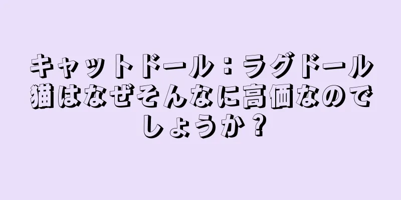 キャットドール：ラグドール猫はなぜそんなに高価なのでしょうか？