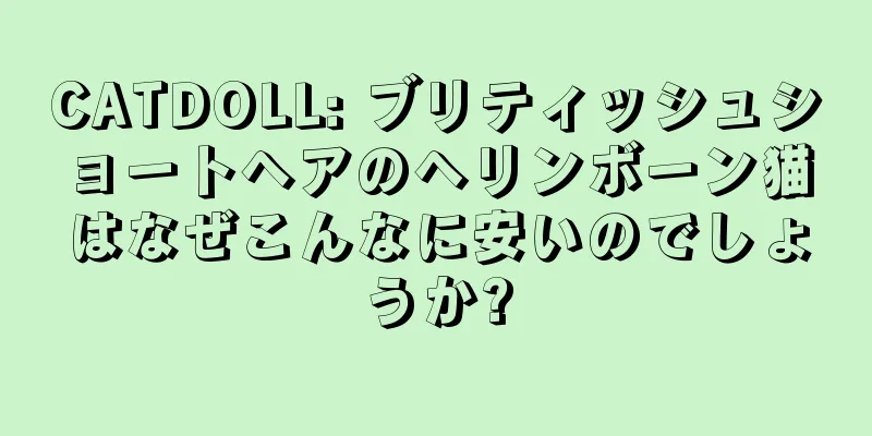 CATDOLL: ブリティッシュショートヘアのヘリンボーン猫はなぜこんなに安いのでしょうか?