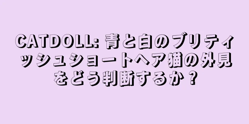 CATDOLL: 青と白のブリティッシュショートヘア猫の外見をどう判断するか？