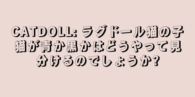 CATDOLL: ラグドール猫の子猫が青か黒かはどうやって見分けるのでしょうか?