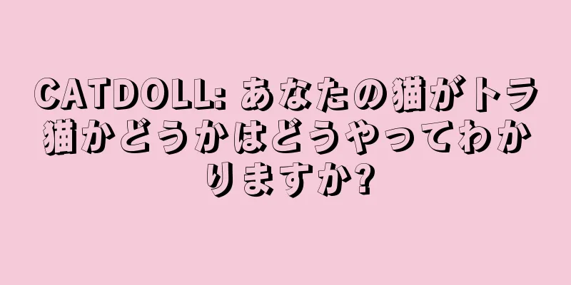 CATDOLL: あなたの猫がトラ猫かどうかはどうやってわかりますか?