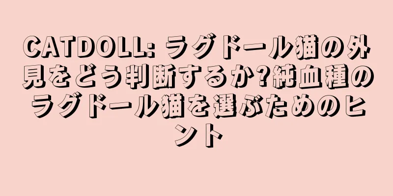 CATDOLL: ラグドール猫の外見をどう判断するか?純血種のラグドール猫を選ぶためのヒント