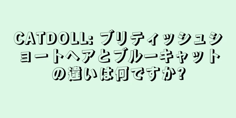 CATDOLL: ブリティッシュショートヘアとブルーキャットの違いは何ですか?