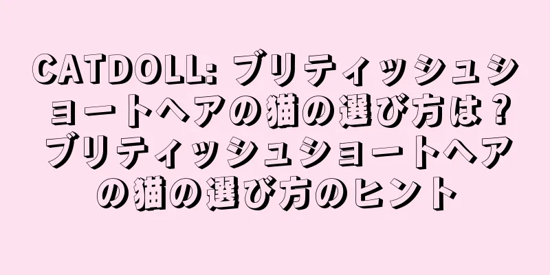 CATDOLL: ブリティッシュショートヘアの猫の選び方は？ブリティッシュショートヘアの猫の選び方のヒント