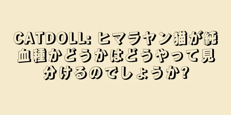 CATDOLL: ヒマラヤン猫が純血種かどうかはどうやって見分けるのでしょうか?