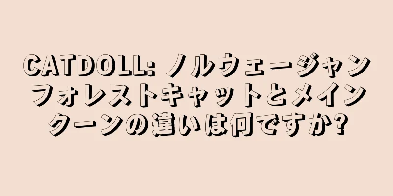 CATDOLL: ノルウェージャンフォレストキャットとメインクーンの違いは何ですか?