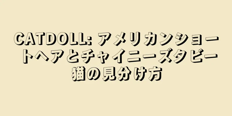 CATDOLL: アメリカンショートヘアとチャイニーズタビー猫の見分け方