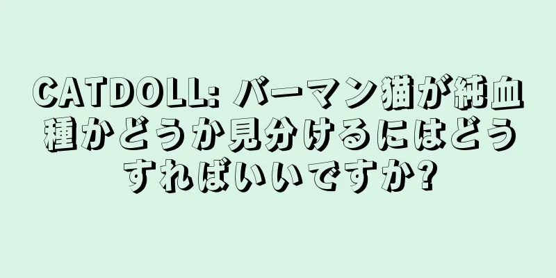 CATDOLL: バーマン猫が純血種かどうか見分けるにはどうすればいいですか?