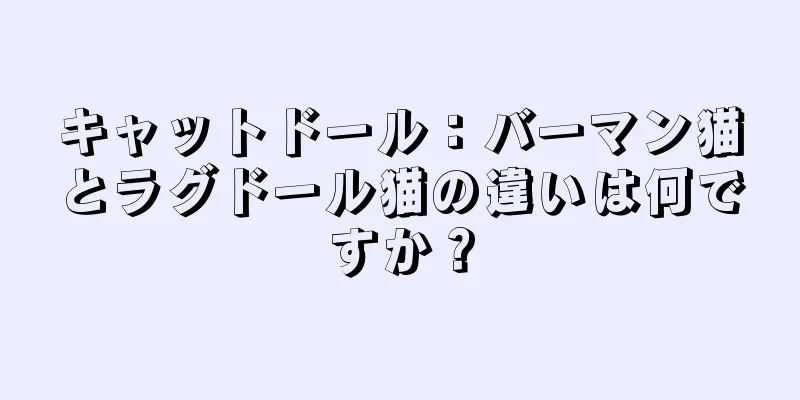 キャットドール：バーマン猫とラグドール猫の違いは何ですか？
