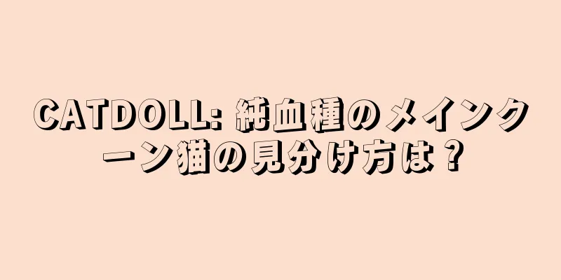 CATDOLL: 純血種のメインクーン猫の見分け方は？