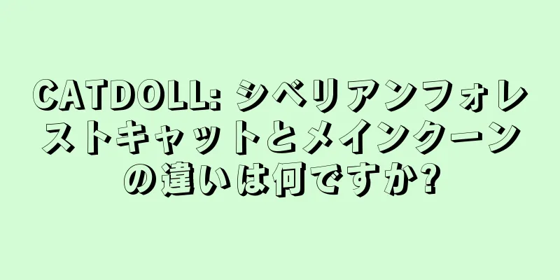 CATDOLL: シベリアンフォレストキャットとメインクーンの違いは何ですか?
