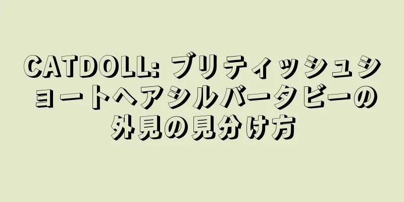 CATDOLL: ブリティッシュショートヘアシルバータビーの外見の見分け方