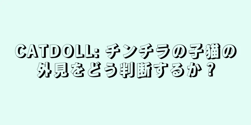 CATDOLL: チンチラの子猫の外見をどう判断するか？