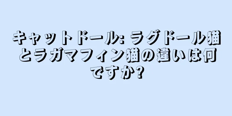 キャットドール: ラグドール猫とラガマフィン猫の違いは何ですか?