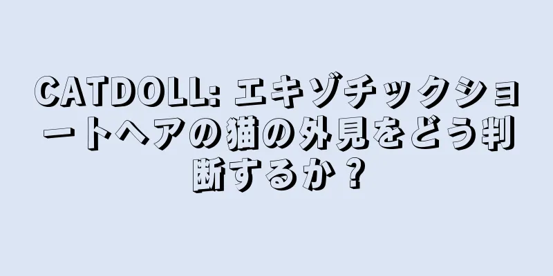 CATDOLL: エキゾチックショートヘアの猫の外見をどう判断するか？
