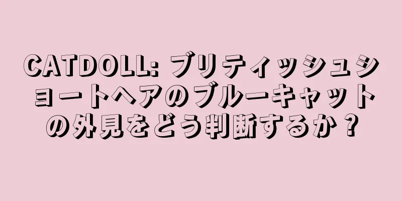 CATDOLL: ブリティッシュショートヘアのブルーキャットの外見をどう判断するか？