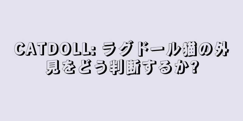 CATDOLL: ラグドール猫の外見をどう判断するか?