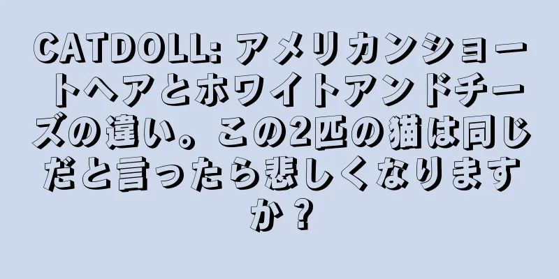 CATDOLL: アメリカンショートヘアとホワイトアンドチーズの違い。この2匹の猫は同じだと言ったら悲しくなりますか？
