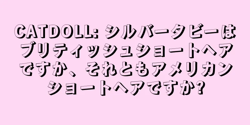 CATDOLL: シルバータビーはブリティッシュショートヘアですか、それともアメリカンショートヘアですか?