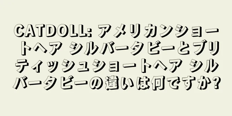 CATDOLL: アメリカンショートヘア シルバータビーとブリティッシュショートヘア シルバータビーの違いは何ですか?