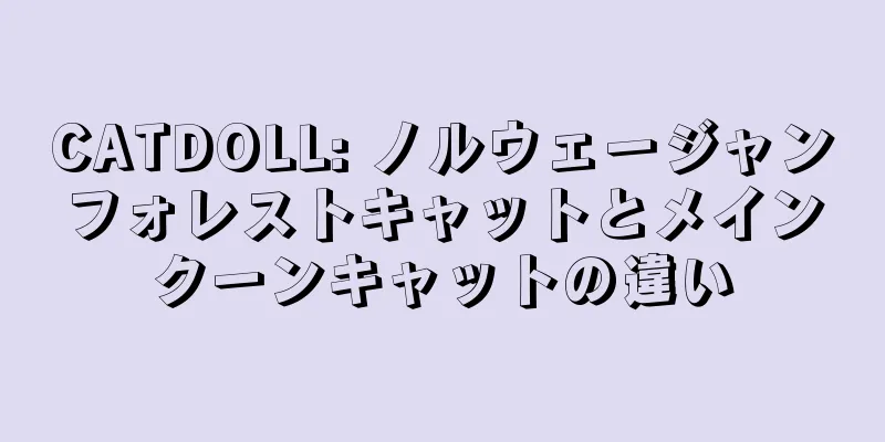 CATDOLL: ノルウェージャンフォレストキャットとメインクーンキャットの違い