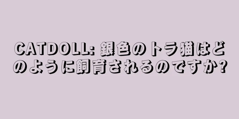 CATDOLL: 銀色のトラ猫はどのように飼育されるのですか?