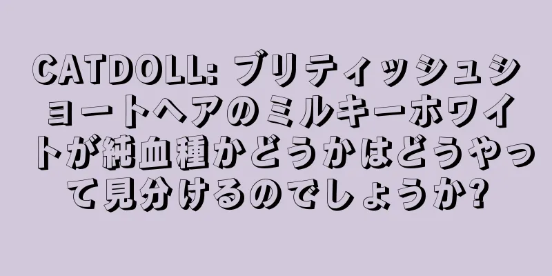 CATDOLL: ブリティッシュショートヘアのミルキーホワイトが純血種かどうかはどうやって見分けるのでしょうか?
