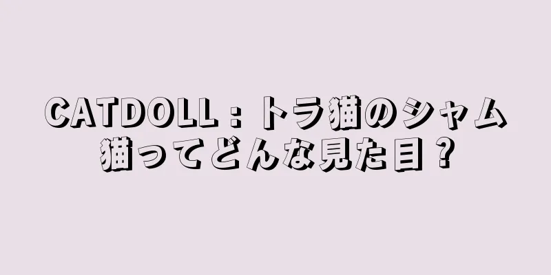 CATDOLL : トラ猫のシャム猫ってどんな見た目？