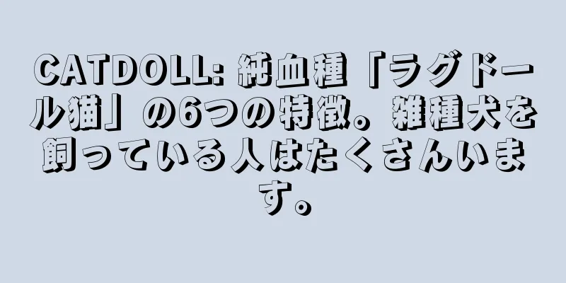 CATDOLL: 純血種「ラグドール猫」の6つの特徴。雑種犬を飼っている人はたくさんいます。