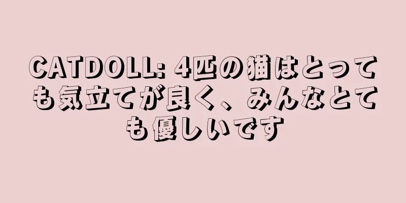 CATDOLL: 4匹の猫はとっても気立てが良く、みんなとても優しいです