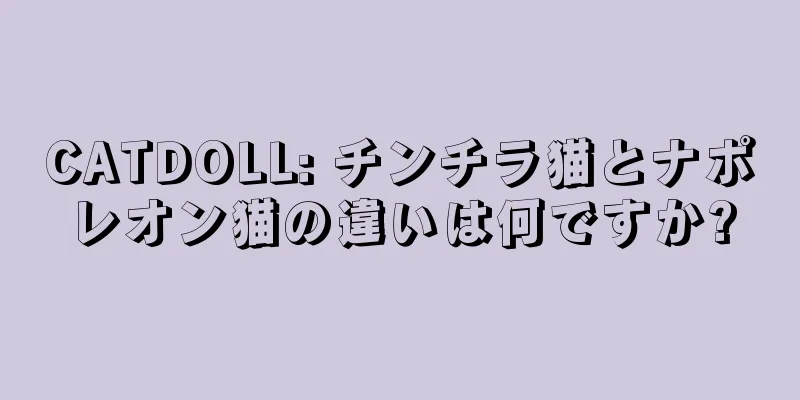 CATDOLL: チンチラ猫とナポレオン猫の違いは何ですか?