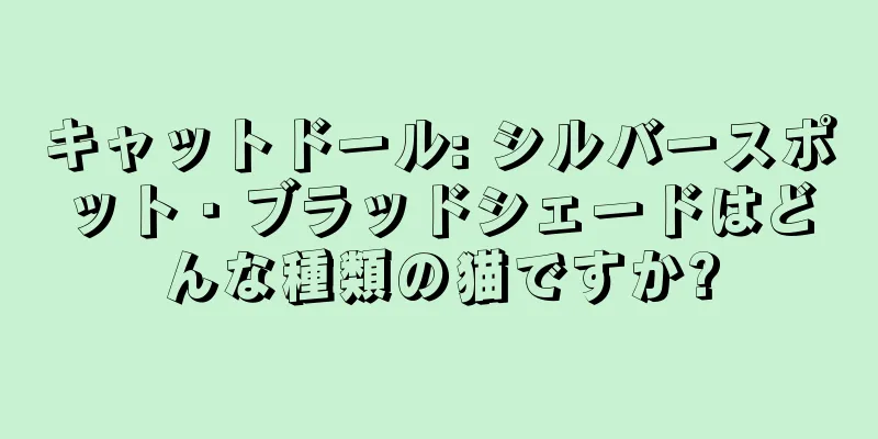 キャットドール: シルバースポット・ブラッドシェードはどんな種類の猫ですか?