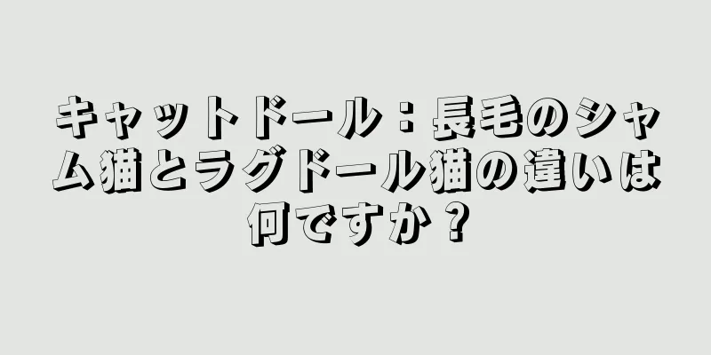 キャットドール：長毛のシャム猫とラグドール猫の違いは何ですか？