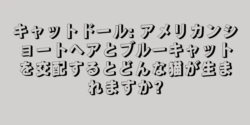キャットドール: アメリカンショートヘアとブルーキャットを交配するとどんな猫が生まれますか?