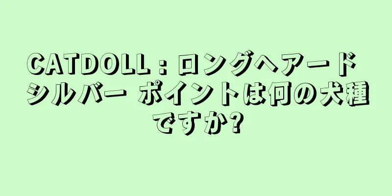 CATDOLL : ロングヘアード シルバー ポイントは何の犬種ですか?