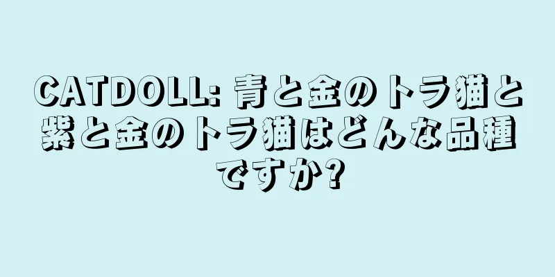 CATDOLL: 青と金のトラ猫と紫と金のトラ猫はどんな品種ですか?