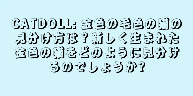 CATDOLL: 金色の毛色の猫の見分け方は？新しく生まれた金色の猫をどのように見分けるのでしょうか?