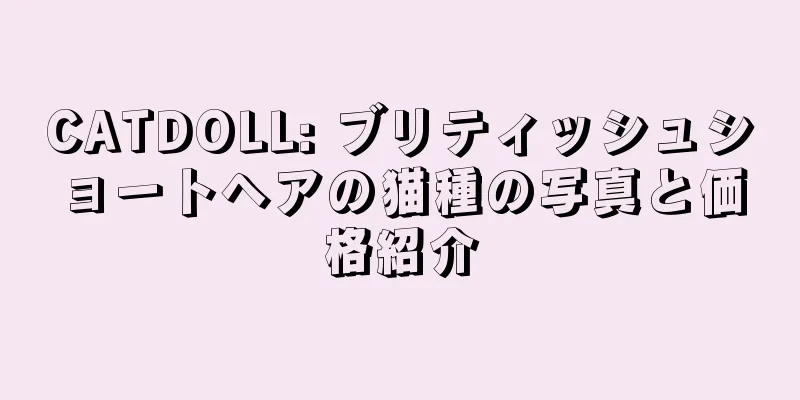 CATDOLL: ブリティッシュショートヘアの猫種の写真と価格紹介