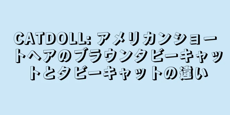 CATDOLL: アメリカンショートヘアのブラウンタビーキャットとタビーキャットの違い