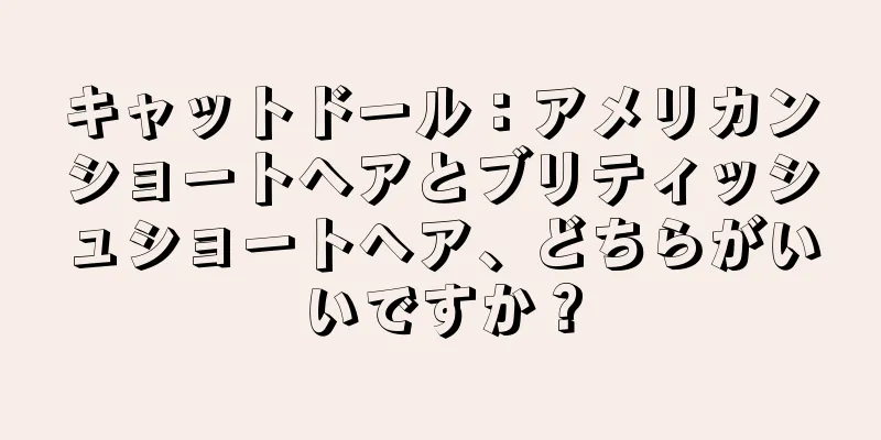 キャットドール：アメリカンショートヘアとブリティッシュショートヘア、どちらがいいですか？