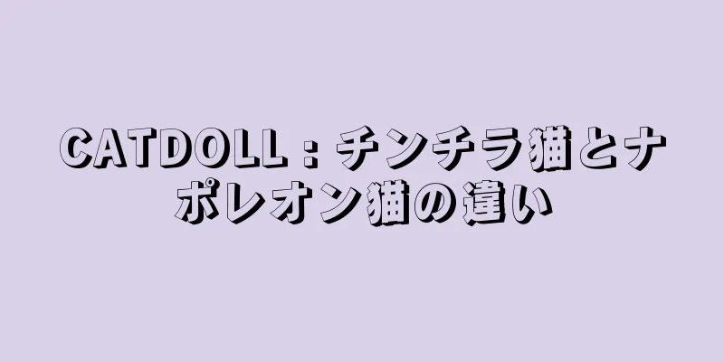 CATDOLL : チンチラ猫とナポレオン猫の違い