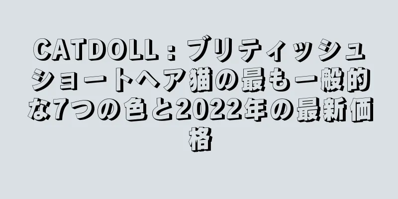 CATDOLL : ブリティッシュショートヘア猫の最も一般的な7つの色と2022年の最新価格