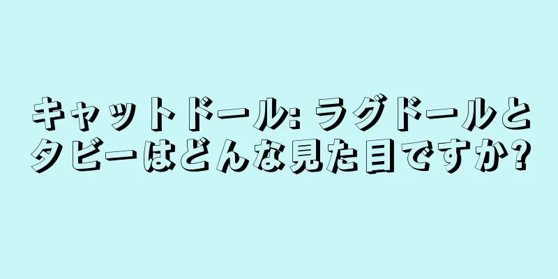 キャットドール: ラグドールとタビーはどんな見た目ですか?